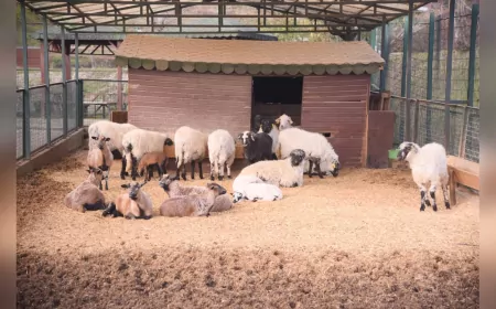 Giresun Belediyesi Hayvanat Bahçesi’nde Sömestir Coşkusu
