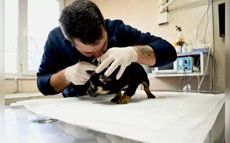 Yalova Belediyesi’nden Sahipsiz Yavrulara Şefkat Eli