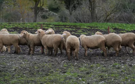 Balıkesir Büyükşehir’den Çiftçiye %100 Hibeli Damızlık Desteği