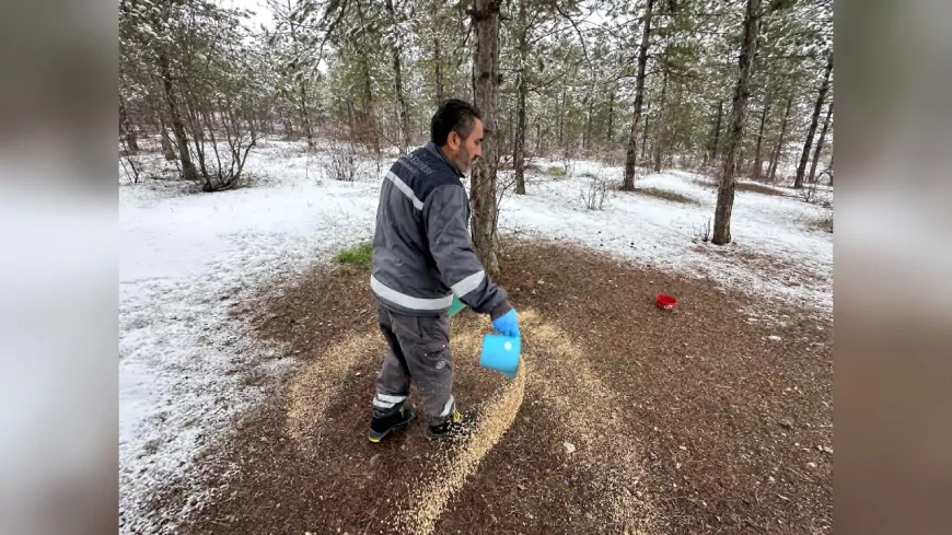 Çorum Belediyesi’nden Yaban Hayvanlarına Kış Desteği