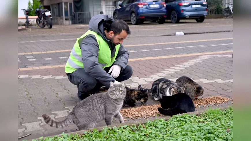 Yalova Belediyesi’nden Sokak Hayvanlarına Kış Desteği