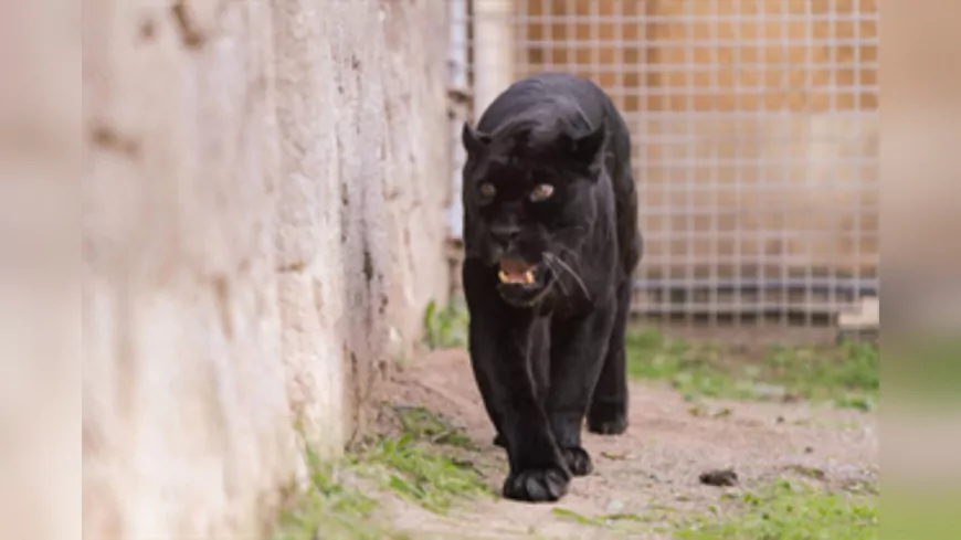 Doğal Yaşam Parkı’nın Jaguarı Juliet Hayatını Kaybetti