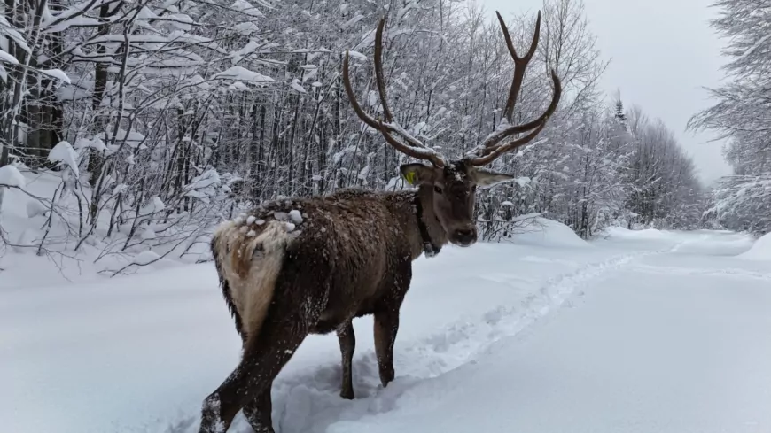 Kuzuyayla’nın Yeni Sakinleri: Kızıl Geyikler Doğayla Bütünleşti