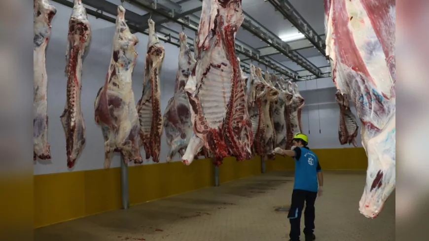 Kasapların Güvendiği Adres: Kocaeli Büyükşehir Mezbahası