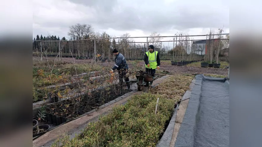 On Binlerce Bitki Kocaeli Büyükşehir’in Fidanlıklarında Hayat Buluyor