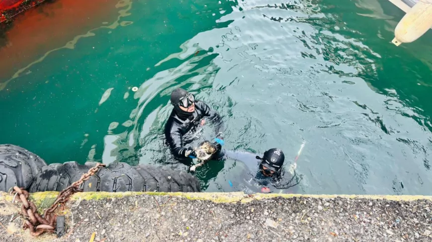 İzmir İtfaiyesi, Karşıyaka İskelesi Altında Sıkışan Kediyi Kurtardı