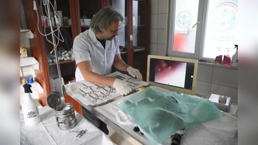 Giresun Belediyesi’nden Sokak Hayvanları İçin Teknolojik Sağlık Yatırımı