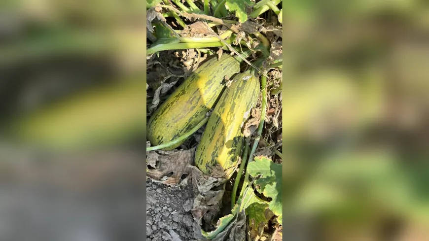 Balıkesir Büyükşehir’den Ata Tohumlarına Destek