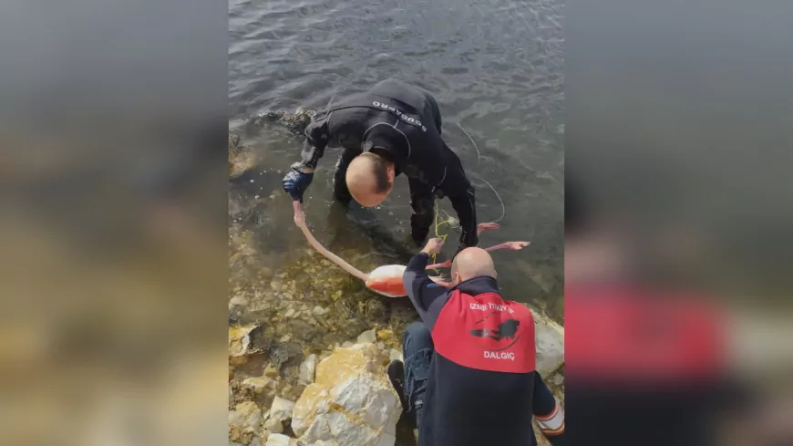 İzmir’de Flamingoyu Hayata Döndüren Kurtarma Operasyonu