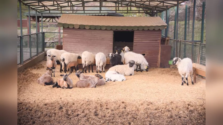 Giresun Belediyesi Hayvanat Bahçesi’nde Sömestir Coşkusu