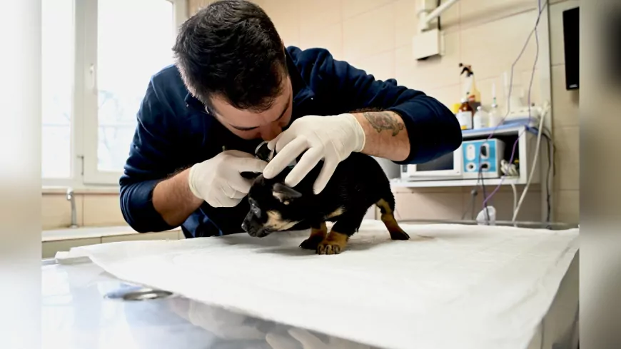 Yalova Belediyesi’nden Sahipsiz Yavrulara Şefkat Eli