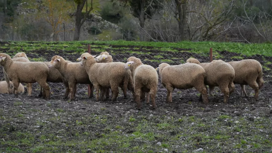 Balıkesir Büyükşehir’den Çiftçiye %100 Hibeli Damızlık Desteği