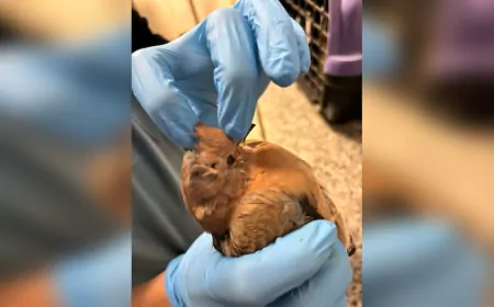 İzmir’de Umudu Büyüten Kurtarma Operasyonları: Her Canlı İçin Seferberlik