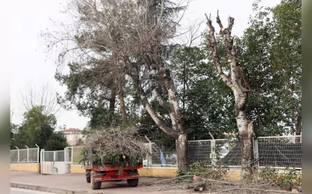 Yalova Belediyesi’nden Kent Genelinde Budama Çalışması