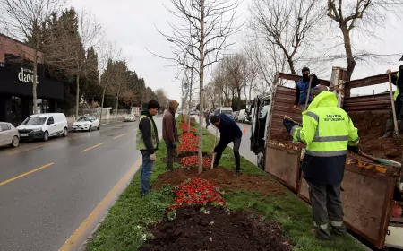 Sakarya’da 3 Ayda 2 Bin 500 Ağaç Toprakla Buluştu