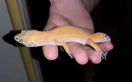 Ticaret Bakanlığı’ndan Kaçak Canlı Hayvan Ticaretiyle Mücadelede 32,5 Milyon TL’lik Engelleme