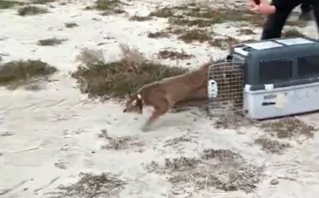 Ağır Yaralı Bulundu Sağlıklı Şekilde Doğaya Salındı