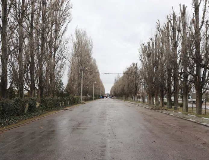Ekolojik Ömrünü Tamamlayan Kavaklar Yerini Çınarlara Bırakıyor