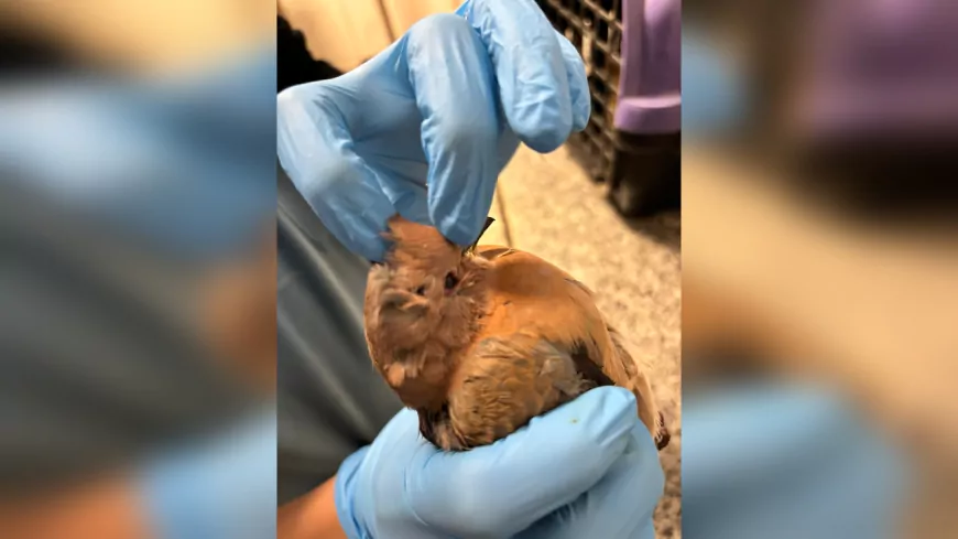 İzmir’de Umudu Büyüten Kurtarma Operasyonları: Her Canlı İçin Seferberlik