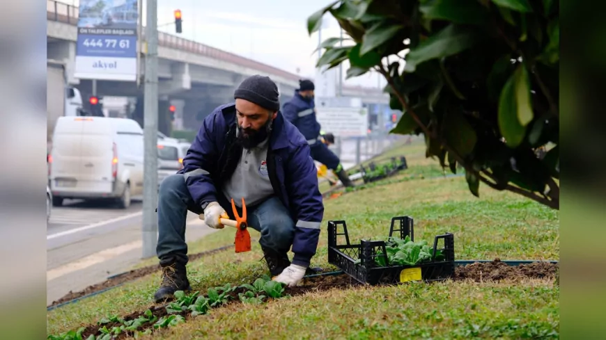 Yalova Belediyesi'nden 2025’te 624 Bin Metrekarelik Yeşil Alanda Bakım ve Düzenleme