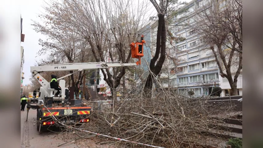 Hamamyolu Caddesi’nde Ağaçlara Mevsimsel Bakım