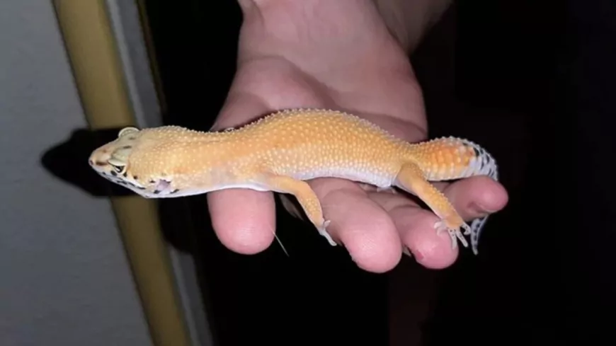 Ticaret Bakanlığı’ndan Kaçak Canlı Hayvan Ticaretiyle Mücadelede 32,5 Milyon TL’lik Engelleme