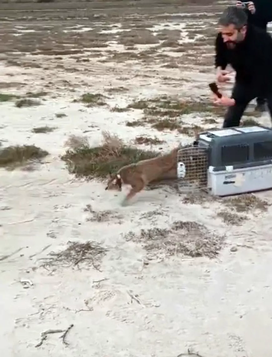 Ağır Yaralı Bulundu Sağlıklı Şekilde Doğaya Salındı