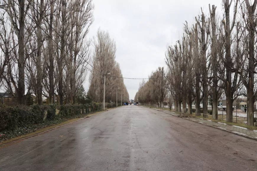 Ekolojik Ömrünü Tamamlayan Kavaklar Yerini Çınarlara Bırakıyor