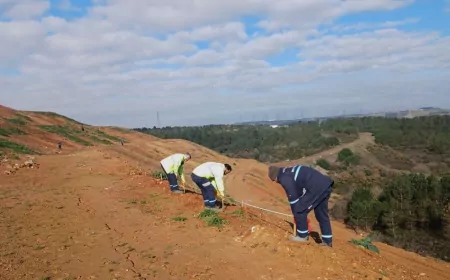Gebze’de 4 Bin 500 Sedir Ağacı Toprakla Buluştu