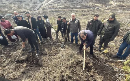 Seyitgazi’de Yangın Sonrası Ağaçlandırma Başladı