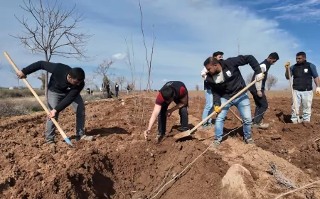 Şanlıurfa Büyükşehir’den 20 Bin Çınarlık Yeşil Hamle