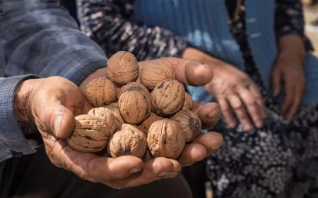Kesilen Ceviz Ağaçlarının Yerine Umut Filizlendi
