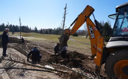 Sazova’da Çınar Ağaçları Toprakla Buluşuyor