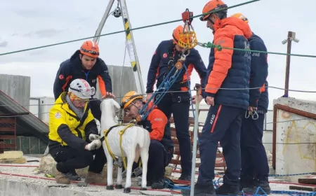 AFAD’dan Afetlerde Hayvanların Korunmasına Yönelik Uluslararası Proje