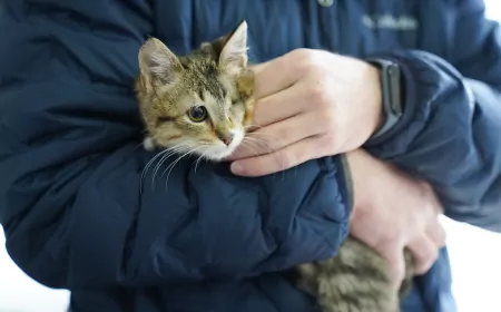 Tepebaşı Belediyesi Patili Canlara Hem Yuva Oldu Hem Yuva Buldu