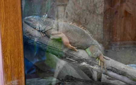 Giresun’da Hayvanat Bahçesindeki Tür Sayısı Artıyor