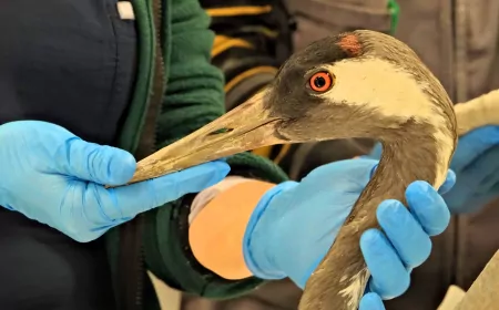 Yaralı Turna Ormanya’da Hayata Tutundu