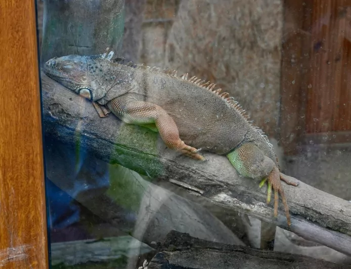 Giresun’da Hayvanat Bahçesindeki Tür Sayısı Artıyor