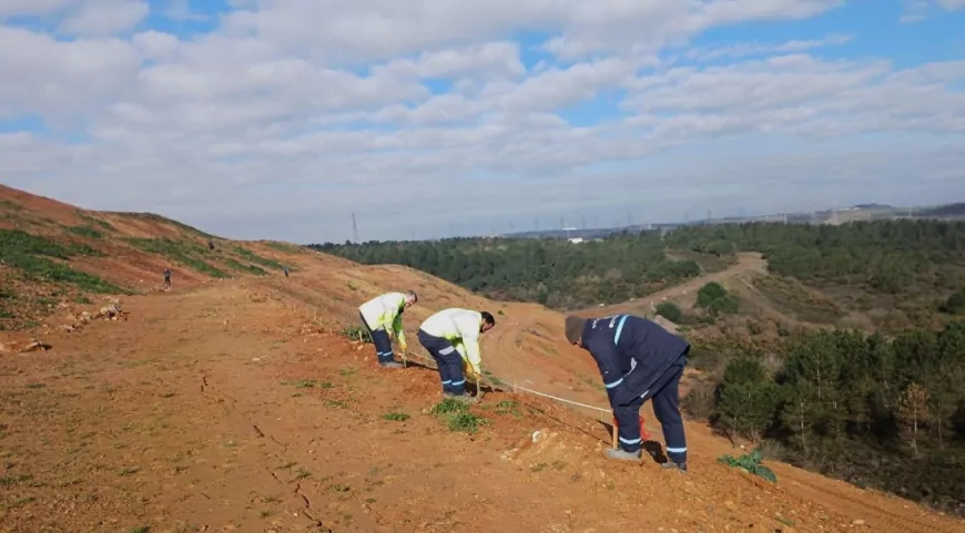 Gebze’de 4 Bin 500 Sedir Ağacı Toprakla Buluştu