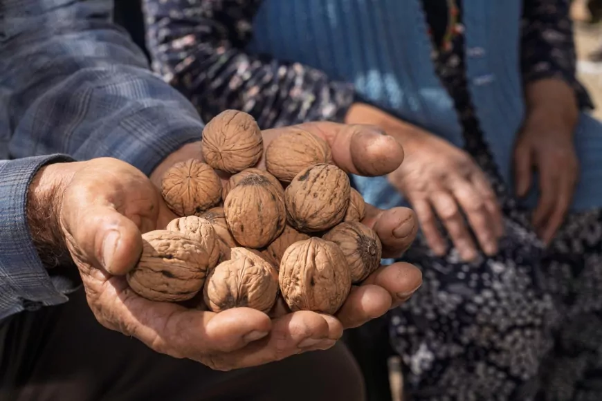 Kesilen Ceviz Ağaçlarının Yerine Umut Filizlendi