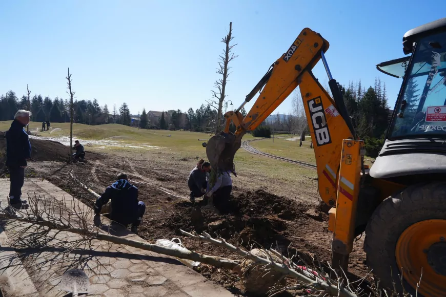 Sazova’da Çınar Ağaçları Toprakla Buluşuyor