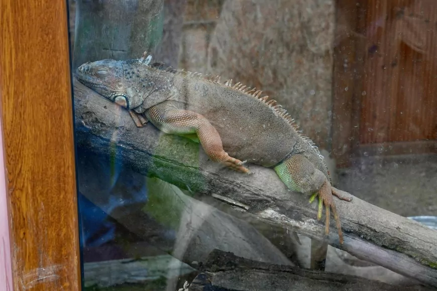 Giresun’da Hayvanat Bahçesindeki Tür Sayısı Artıyor