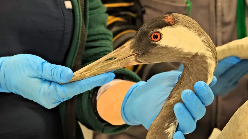 Yaralı Turna Ormanya’da Hayata Tutundu