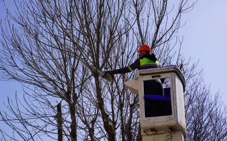 Tepebaşı’nda Ağaç Budama Çalışmaları Devam Ediyor
