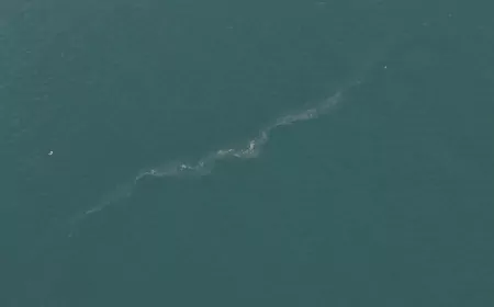 İzmir Körfezi’nde 13. Kirlilik Vakası: “Sistematik İhlal” Uyarısı