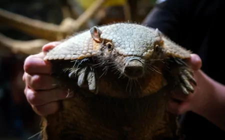Eskişehir Hayvanat Bahçesi’ne 30 Yeni Tür: Nesli Tehlike Altındaki Canlılar Koruma Altında