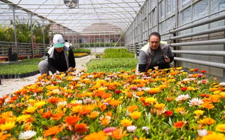 Tepebaşı Çiçeklerle Renkleniyor