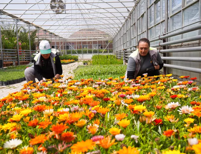 Tepebaşı Çiçeklerle Renkleniyor