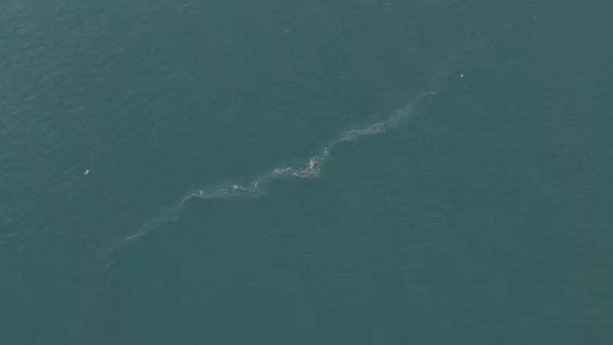 İzmir Körfezi’nde 13. Kirlilik Vakası: “Sistematik İhlal” Uyarısı