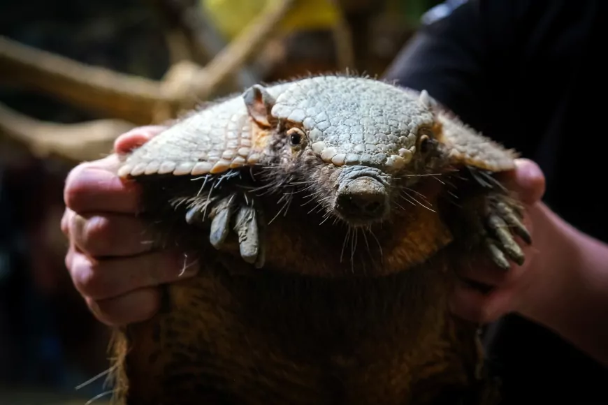 Eskişehir Hayvanat Bahçesi’ne 30 Yeni Tür: Nesli Tehlike Altındaki Canlılar Koruma Altında